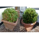 Pair of ferns in planters