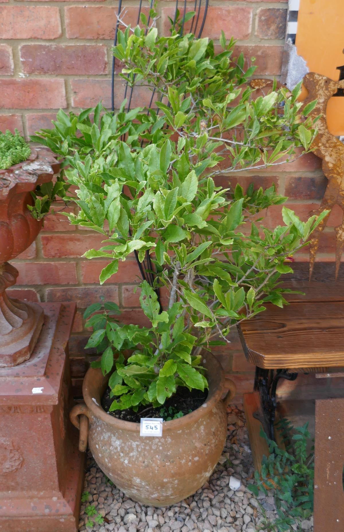 Terracotta urn with Magnolia plant