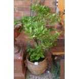 Terracotta urn with Magnolia plant