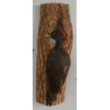 Taxidermy woodpecker