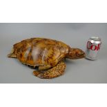 Antique taxidermy turtle - Approx. L: 41cm