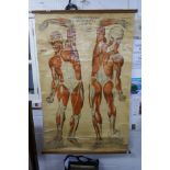Antique medical wall hanging - American Frohse Atomical Charts