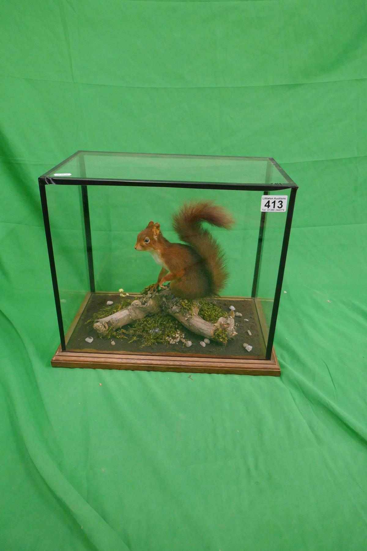 Taxidermy - Cased squirrel - Bild 2 aus 2