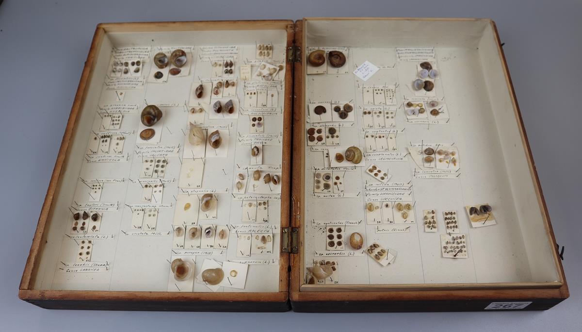 Victorian shell specimens in wooden case