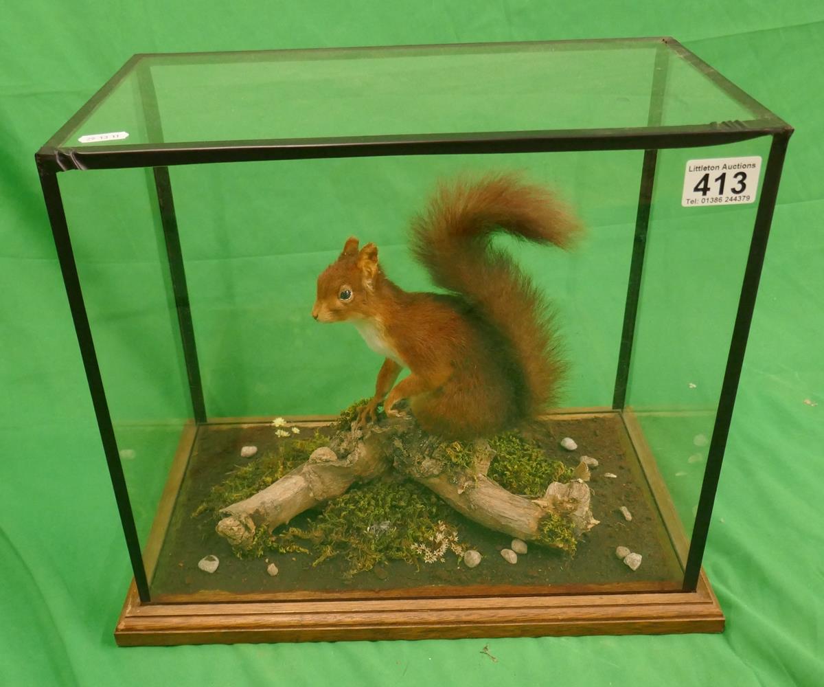 Taxidermy - Cased squirrel