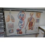 2 medical posters