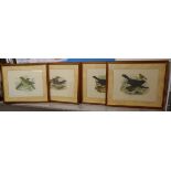 4 ornithological prints