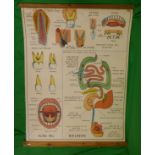 Double sided anatomical chart