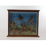 Taxidermy - an early 20th century cased study of four goldfinches set in a naturalistic setting, h.