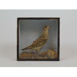 Taxidermy - a late 19th century study of a hen pheasant on a naturalistic base, h. 28 cm, w. 28 cm.