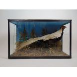 Taxidermy - a cased study of a silver pheasant in a naturalistic setting CONDITION