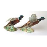 A Beswick model of a Pheasant taking off together with a Beswick model of a pheasant settling,