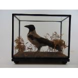 Taxidermy - a 19th century cased study of a magpie or Hooded Crow in naturalistic setting, h.