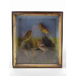 Taxidermy - an early 20th century cased study of two greenfinches and a chaffinch set in a