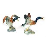 A Beswick model of a Mallard taking off together with a Beswick model of a Mallard settling, No.