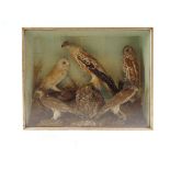 Taxidermy - a late 19th century cased study of a Red Kite, Barn Owl,