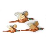 A set of three Beswick Pheasant wall plaques, gloss, No.661/ -No.