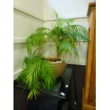 A green plant in a ceramic and sea grass covered pot