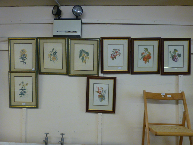 Eight framed and glazed botanical prints