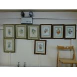 Eight framed and glazed botanical prints