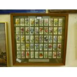 A framed and glazed cigarette card collection 'Old English Garden Flowers' first published 1913