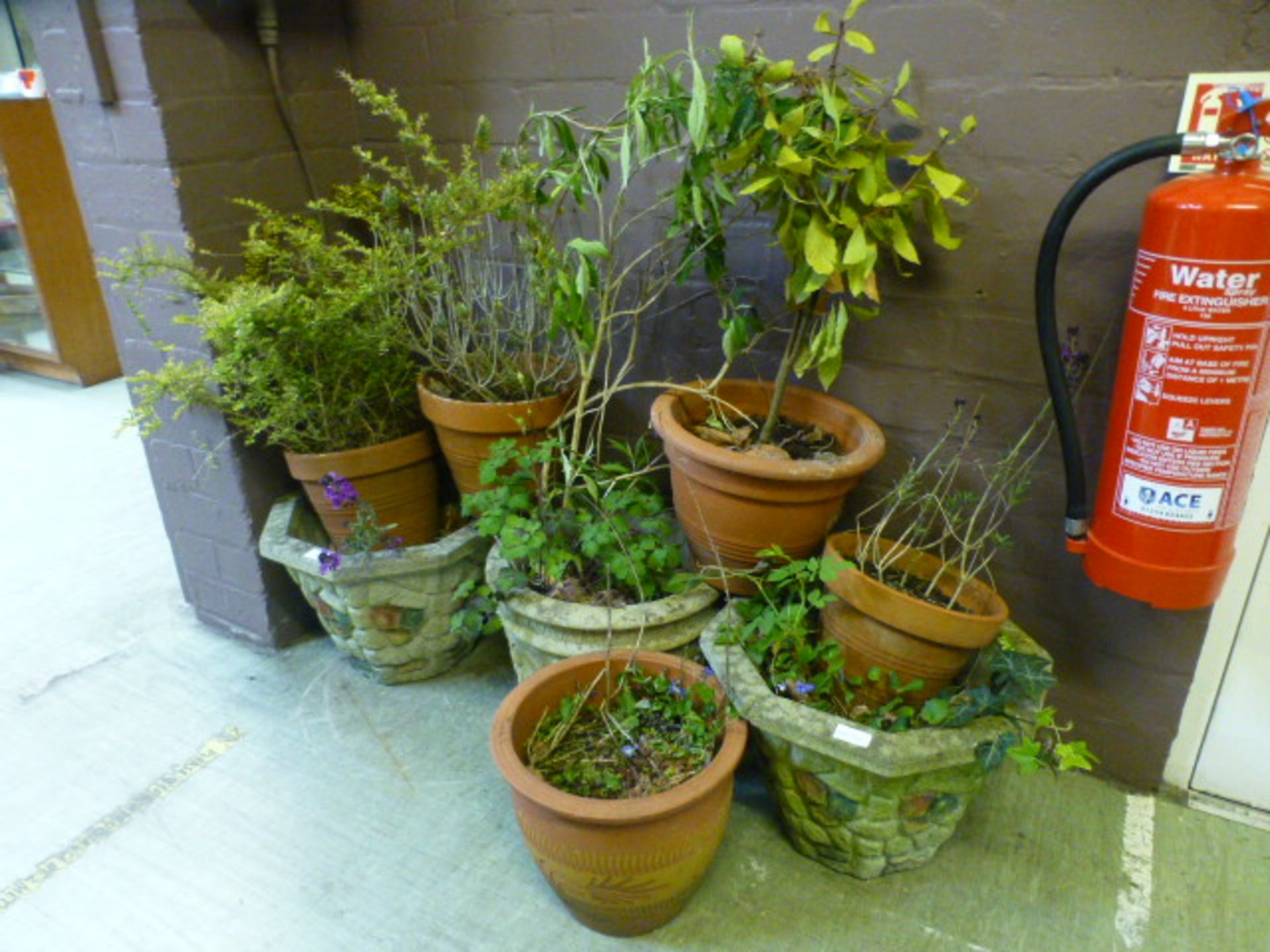 A quantity of terracotta and composite stone garden pots with green plants