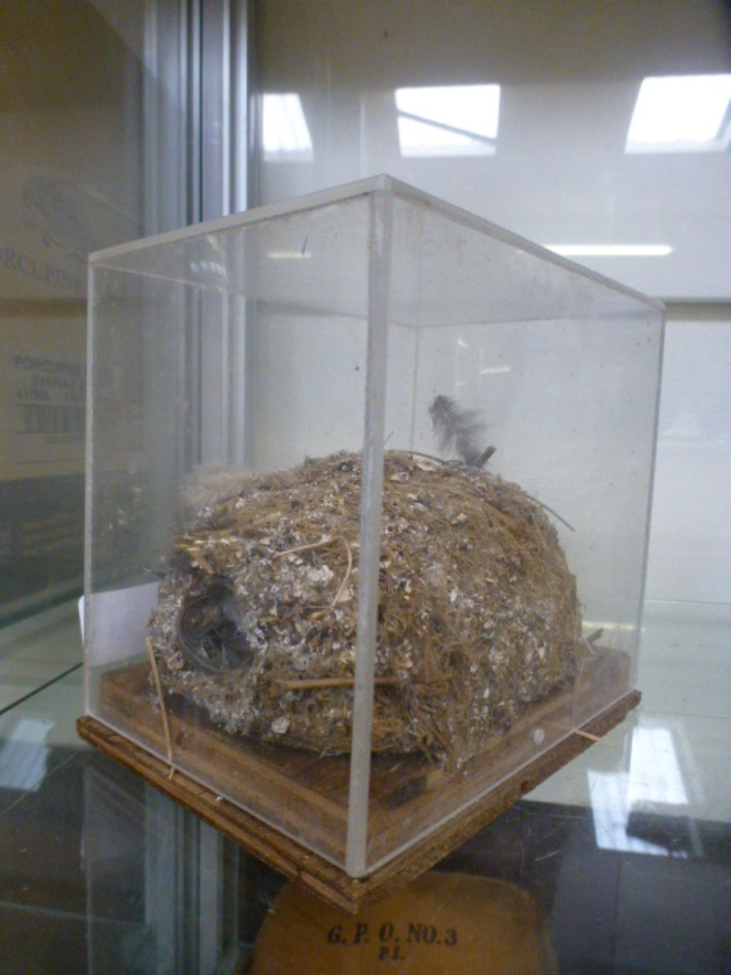 A cased birds nest