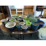 A large selection of glazed plant pots some with green plants
