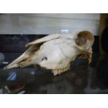 An animal skull