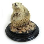 A taxidermy study of an albino hedgehog mounted on an ebonised base, h.