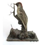 A late 19th century taxidermy study of a green woodpecker mounted on a branch, h.