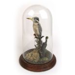 An early 20th century taxidermy study of a kingfisher under a glass dome, h.