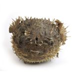 An early 20th century taxidermy model of a puffer fish, l.