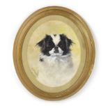 Frances Caroline Fairman (1839-1923), A study of a Japanese Chin or Pekingese, signed and dated 30.