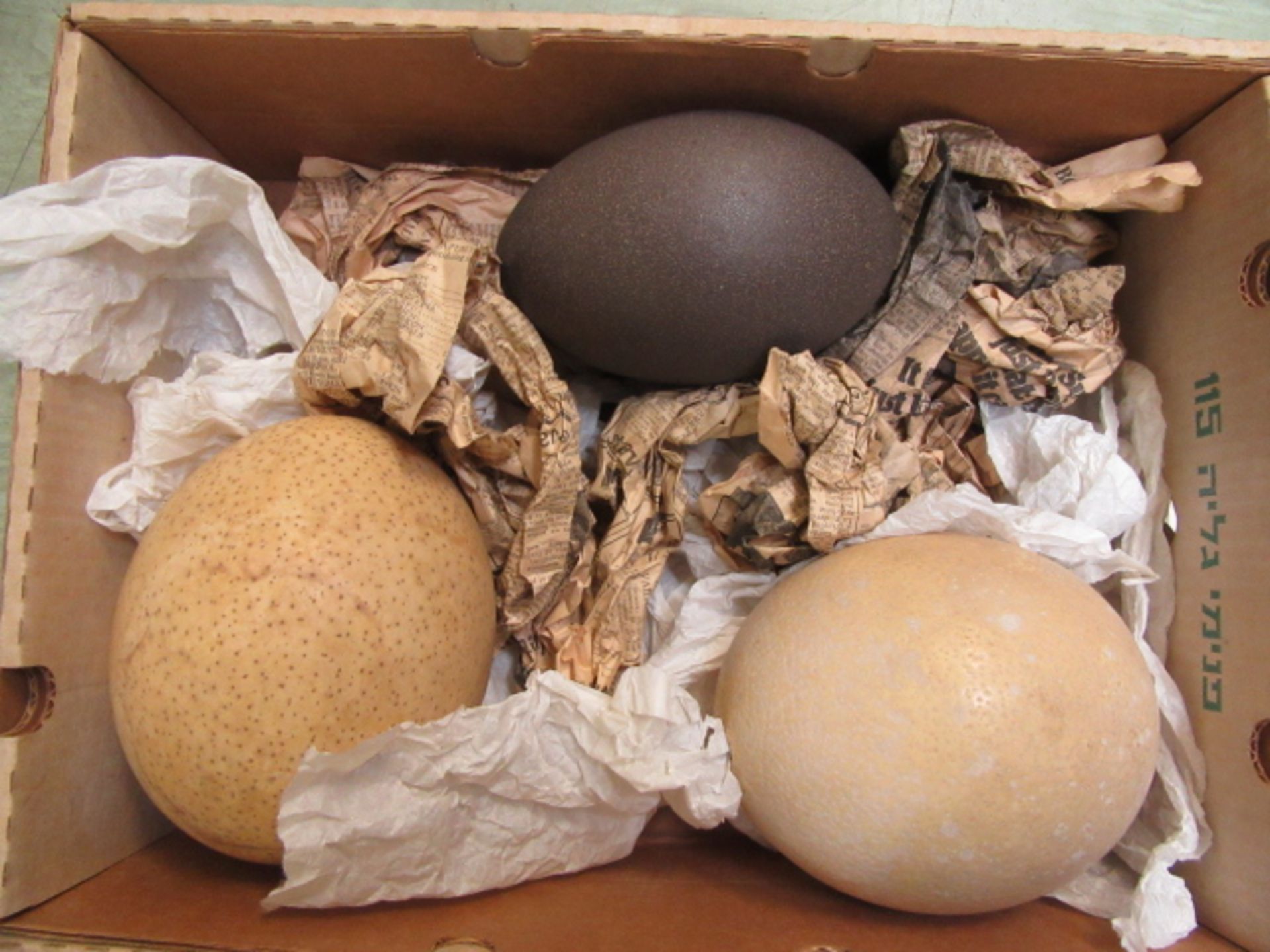 A box containing four large ostrich eggs