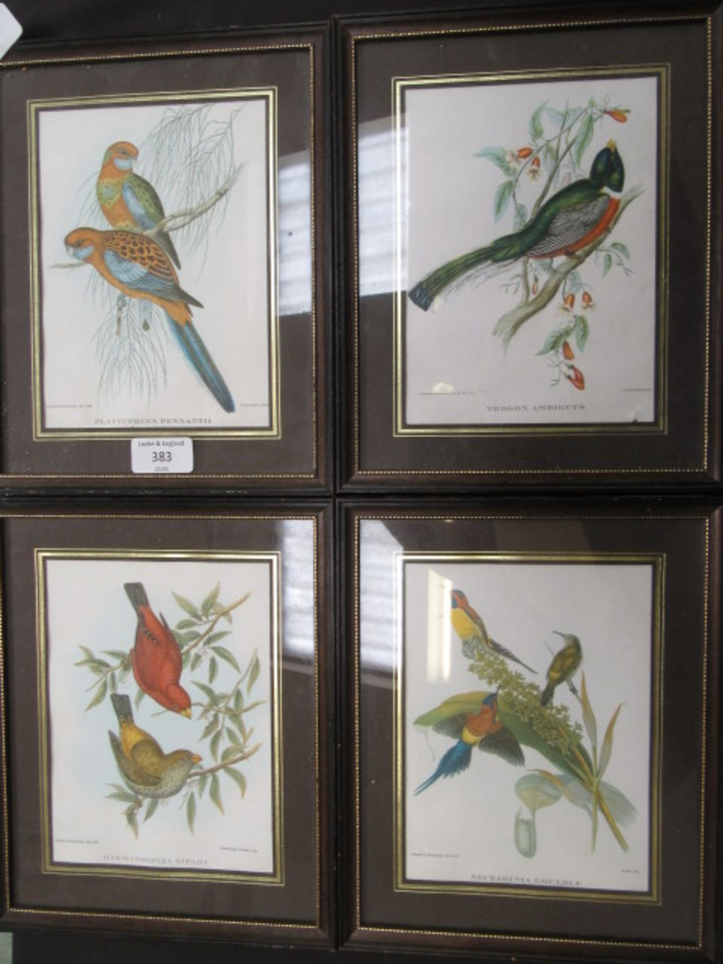 A set of four framed and glazed coloured prints of birds