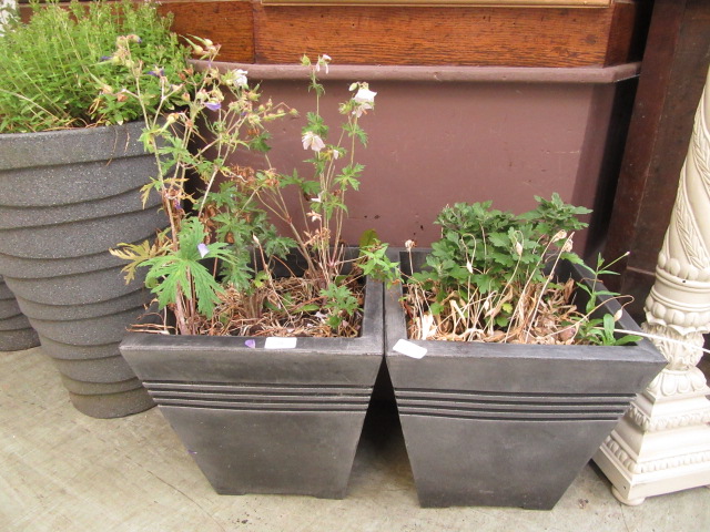 A pair of plastic garden pots containing green and purple plants