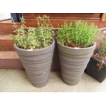 A pair of plastic garden pots containing green plants