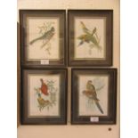 A set of four framed and glazed coloured prints of birds