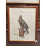 A framed and glazed watercolour of black kite sat on a tree stump signed Glenda Rae
