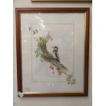 A framed and glazed watercolour of spotted woodpecker signed Glenda Rae