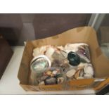 A carton containing a selection of sea shells and crystals