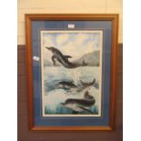 A framed and glazed watercolour of dolphins signed Kim Richardson