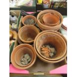 A tray of terracotta garden pots