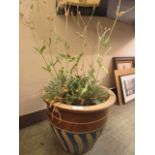 A blue and brown garden glazed pot with plant