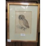 A framed and glazed pencil drawing of owl