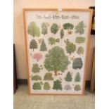 A set of four framed and glazed botanical educational prints