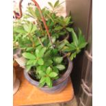 Two glazed garden pots with flowers