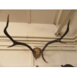 A set of mounted antlers