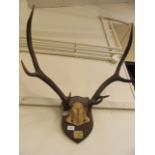 A set of mounted antlers